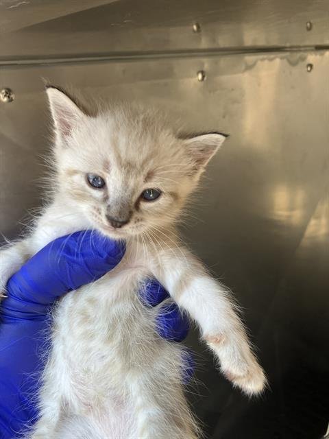SNOW - American Shorthair available for adoption