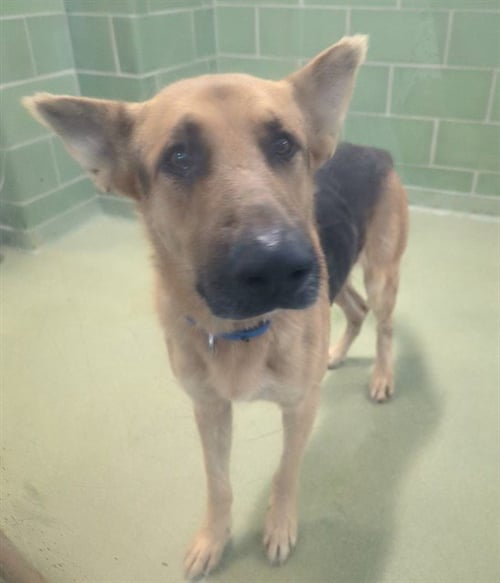 JACK - German Shepherd Dog available for adoption