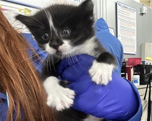 SLEET - Domestic Short Hair available for adoption