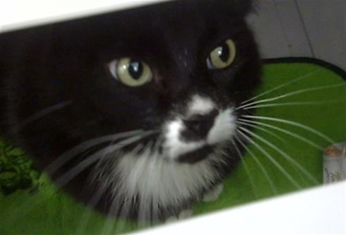 MIA - Domestic Short Hair available for adoption