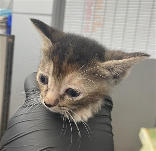 CHARLIE - Domestic Short Hair available for adoption