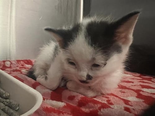 ADMIRAL - Domestic Short Hair available for adoption