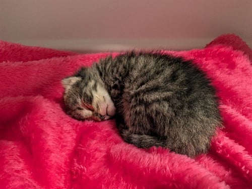 BUCKLEY - Domestic Short Hair available for adoption
