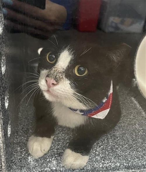 JERRY - Domestic Short Hair available for adoption