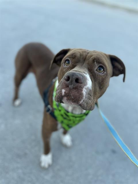 JARED - Pit Bull Terrier available for adoption