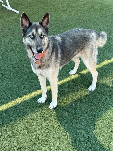EVE - German Shepherd Dog available for adoption