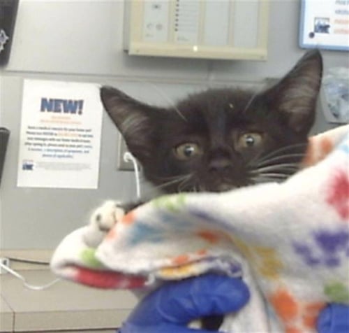 ALEXIE - Domestic Short Hair available for adoption