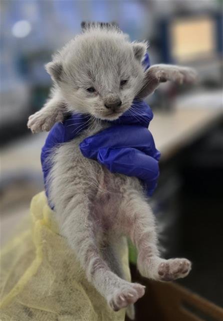 FAIRY - Domestic Short Hair available for adoption