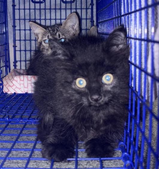 ONYX Image