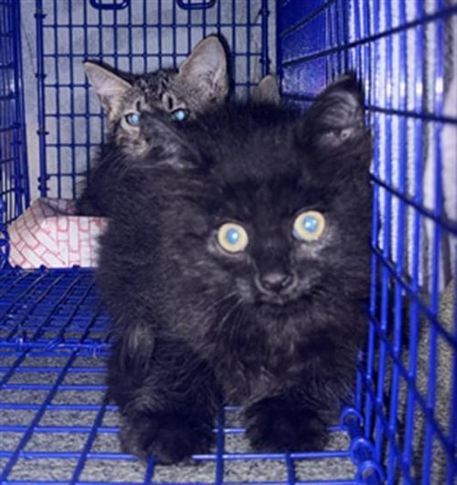 ONYX - Domestic Short Hair available for adoption
