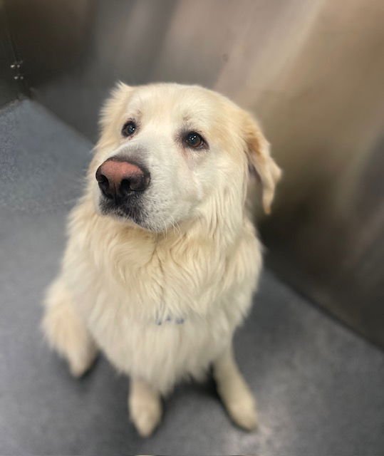 DEWY - Great Pyrenees available for adoption