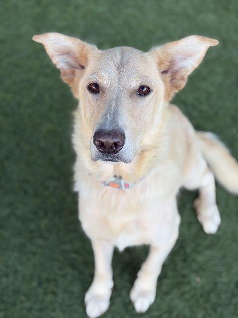 ALLEY - Golden Retriever available for adoption
