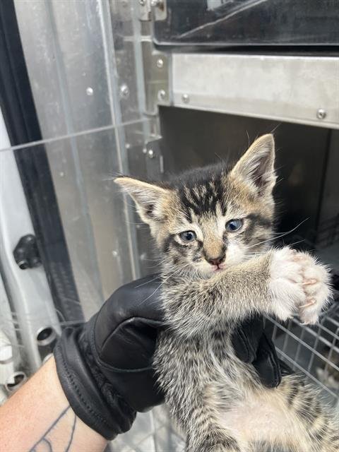 BISCOTTI - Domestic Medium Hair available for adoption