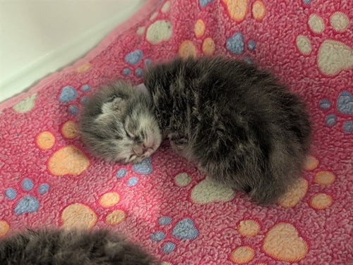 VALENTINE - Domestic Short Hair available for adoption