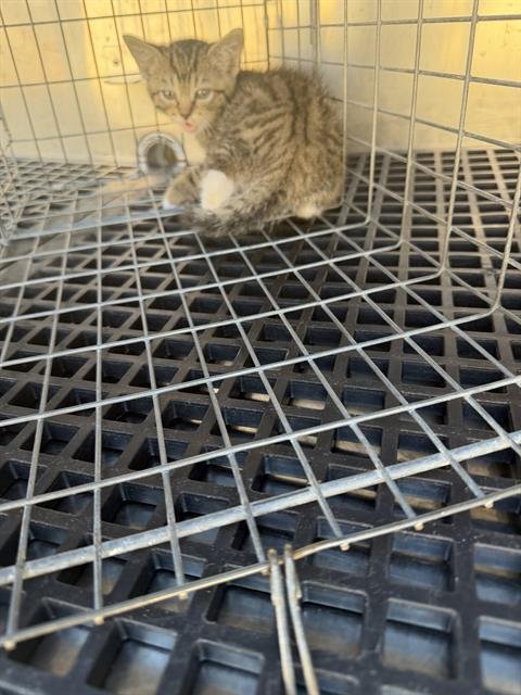 LAZ - Domestic Medium Hair available for adoption