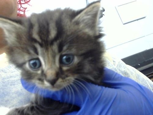 CLAM - Domestic Long Hair available for adoption