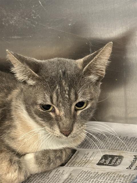 BACK BR 10 - Domestic Short Hair available for adoption