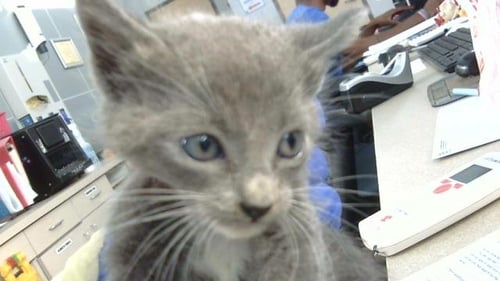 NAGINI - Domestic Medium Hair available for adoption