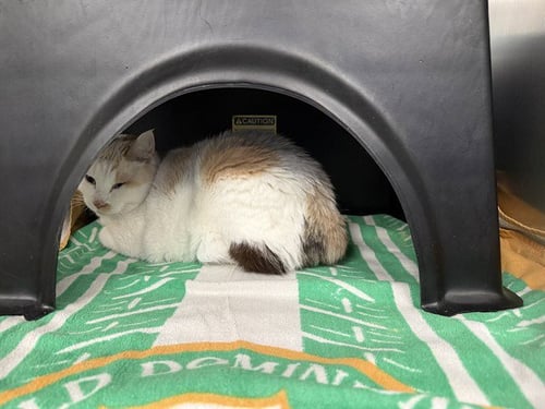 LILA - Domestic Medium Hair available for adoption