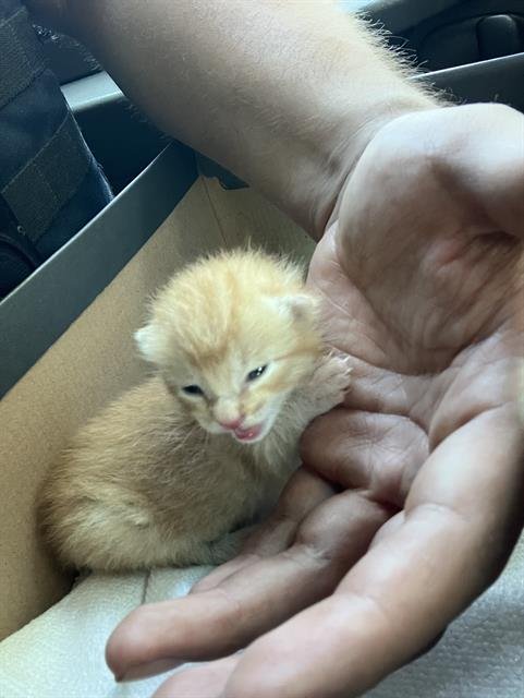 GARFIELD Image