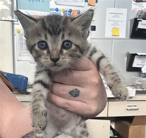 BISCOFF - Domestic Short Hair available for adoption