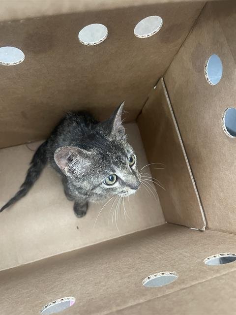 NACHO - Domestic Short Hair available for adoption