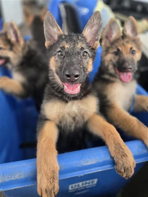 DELTA - German Shepherd Dog available for adoption