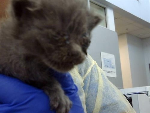 BASIL - Domestic Medium Hair available for adoption