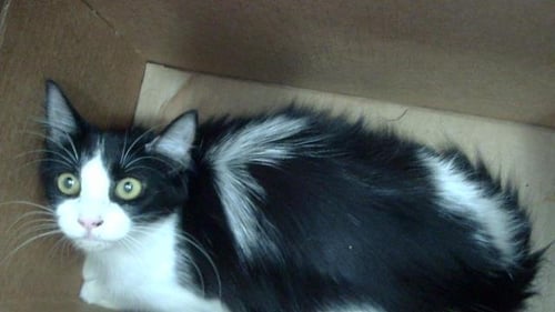 IVANKOV - Domestic Medium Hair available for adoption