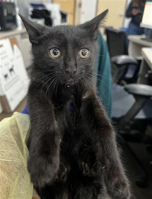 DAISY - Domestic Medium Hair available for adoption