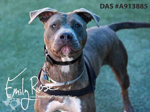 RACHEL - American Staffordshire Terrier available for adoption