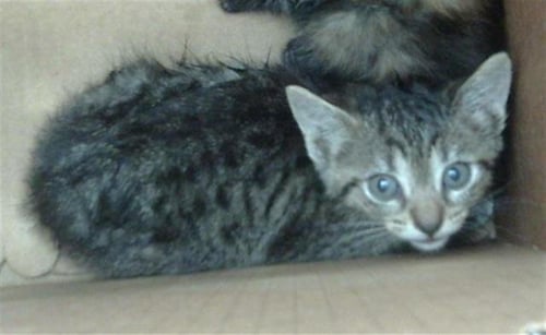 MOON - Domestic Short Hair for adoption in Irving