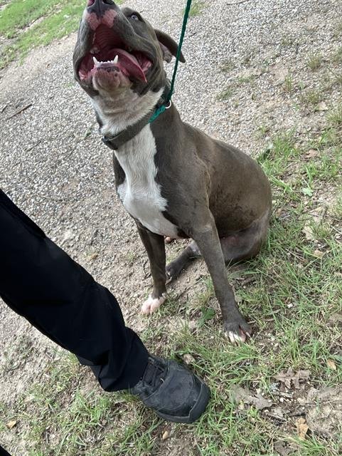 MAX - Pit Bull Terrier available for adoption