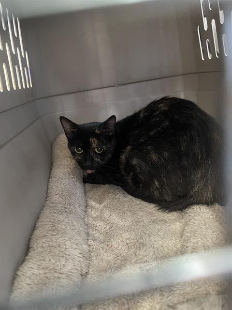 NINA - Domestic Short Hair available for adoption