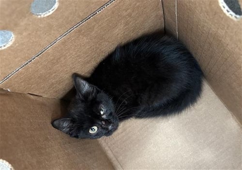 JUPITER - Domestic Short Hair available for adoption