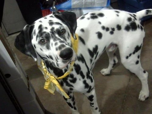 PONGO - Dalmatian available for adoption