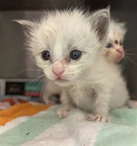 RASCAL - Photo 1