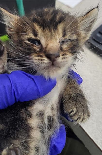 DONUT - Domestic Medium Hair available for adoption