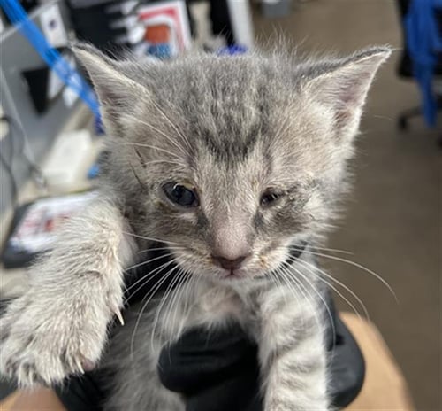 DOROTHEA - Domestic Short Hair available for adoption