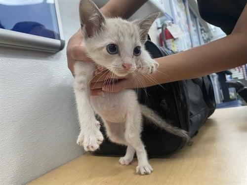 MARIE - Domestic Short Hair available for adoption