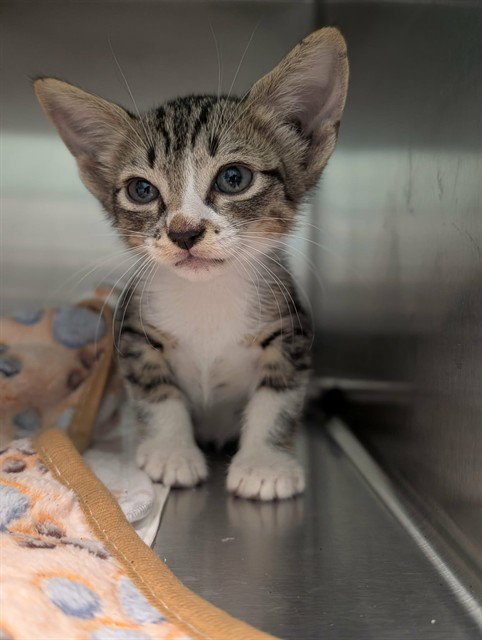 CELERY - Domestic Short Hair available for adoption
