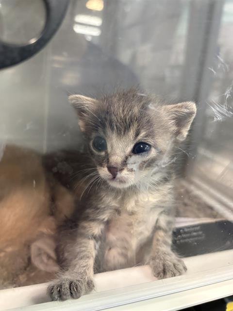REMUS - Domestic Medium Hair available for adoption