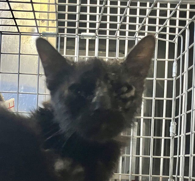 KANDACE - Domestic Long Hair available for adoption