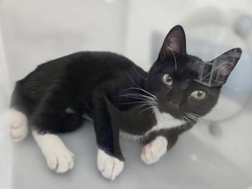 ISMAEL - Domestic Short Hair available for adoption