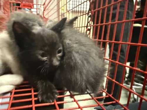 ANGEL - Domestic Short Hair available for adoption