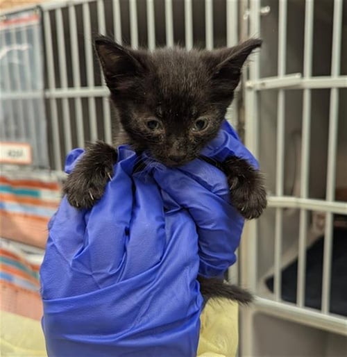 ANGEL - Domestic Short Hair available for adoption