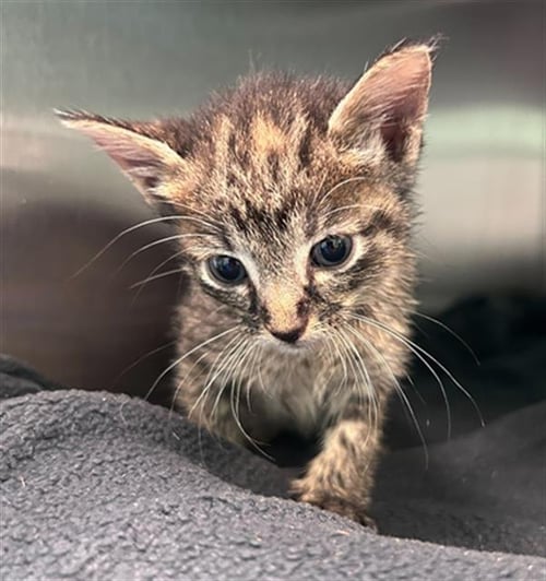 CANDY - Domestic Short Hair available for adoption