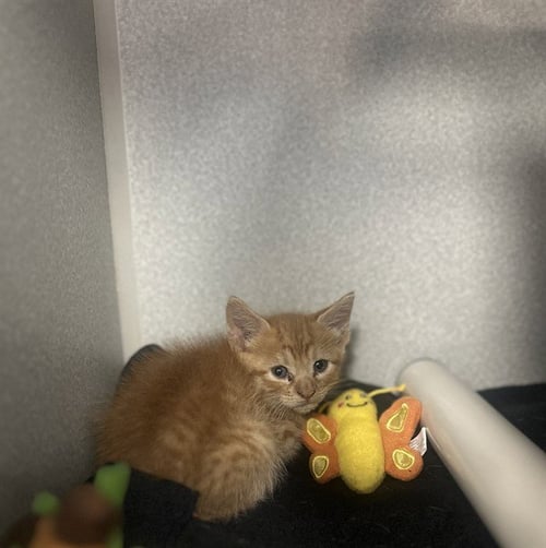FARSEY - Domestic Medium Hair available for adoption
