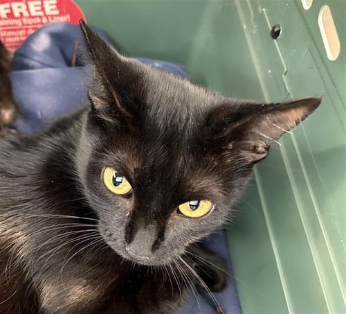 CAPRICORN - Domestic Medium Hair available for adoption