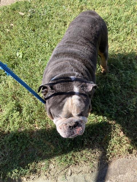 MEATY - Bulldog available for adoption